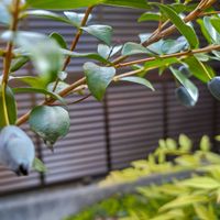 ギンバイカ,ギンバイカ(マートル),ギンバイカ（銀梅花）,ギンバイカの実,鉢植えの画像