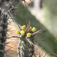 多肉植物,ユーフォルビア,接ぎ木,ユーフォルビアの花の画像