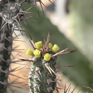 多肉植物,ユーフォルビア,接ぎ木,ユーフォルビアの花の画像