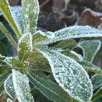 霜の朝,サルビア・ガラニチカ,シレネ ガリカ,氷の花,ガーデニングの画像