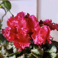 シクラメン,植物のある暮らし,クリスマスツリー,botanical life,お誕生日おめでとうの画像