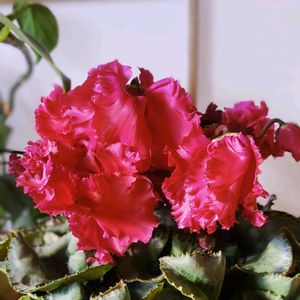 シクラメン,植物のある暮らし,クリスマスツリー,botanical life,お誕生日おめでとうの画像