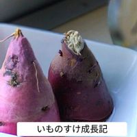 さつまいも,水耕栽培の画像