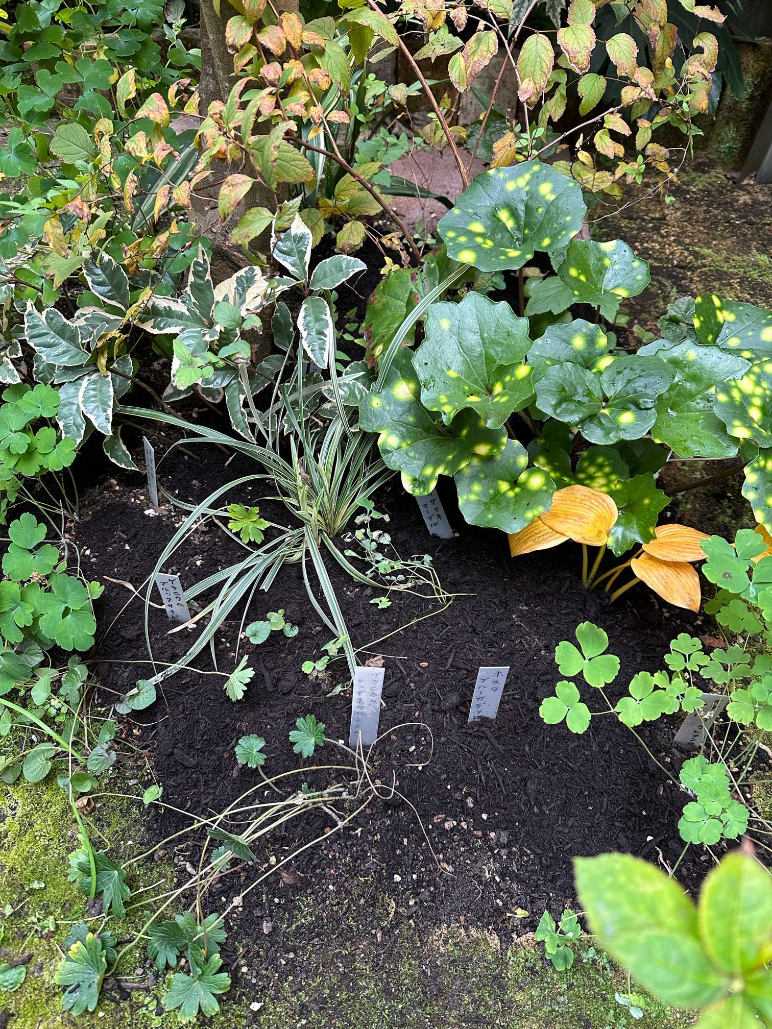 冬のお手入れ始めました（2024年12月の作業）🍂｜🍀GreenSnap