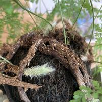 トキワシノブ,トキワシノブの苔玉,シダ植物,シノブ科,階段の画像