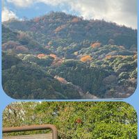 紅葉,紅葉,ドイツトウヒ,ピラカンサ(黄実),京都の画像