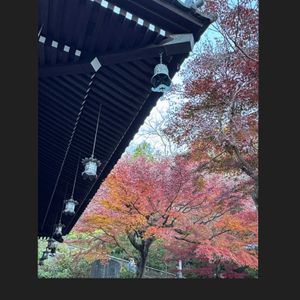 モミジ,南天(なんてん),ドライフラワー,苔テラリウム,紅葉（こうよう）の画像