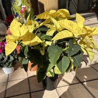 ポインセチア,ポインセチア,黄色い花,散歩道の花の画像