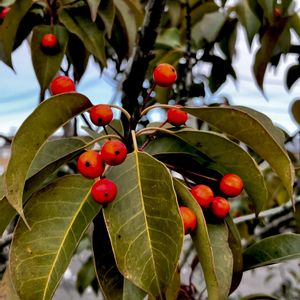 ソヨゴ,果実,植栽,モチノキ科,雌雄異株の画像