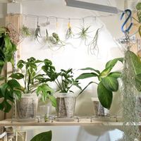 チランジア,観葉植物,初心者の画像
