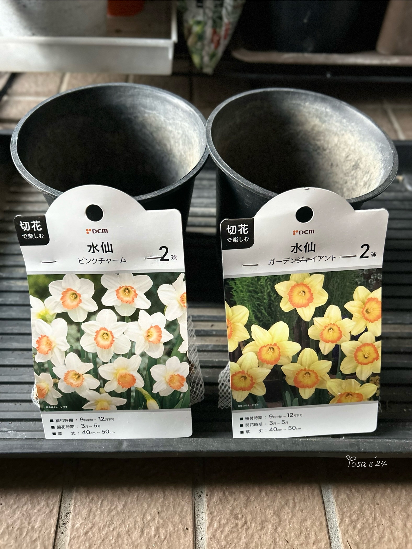 水仙球根を鉢植えで初めて育ててみる事にしました🎶 ｜🍀GreenSnap