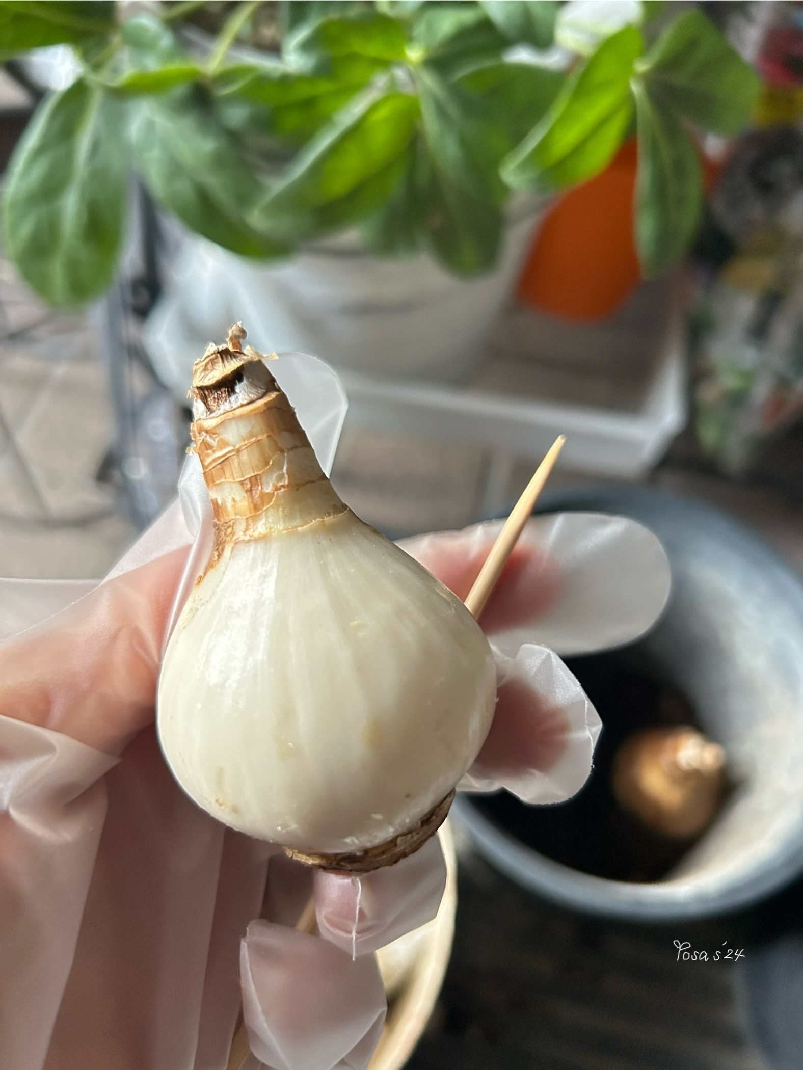 水仙球根を鉢植えで初めて育ててみる事にしました🎶 ｜🍀GreenSnap