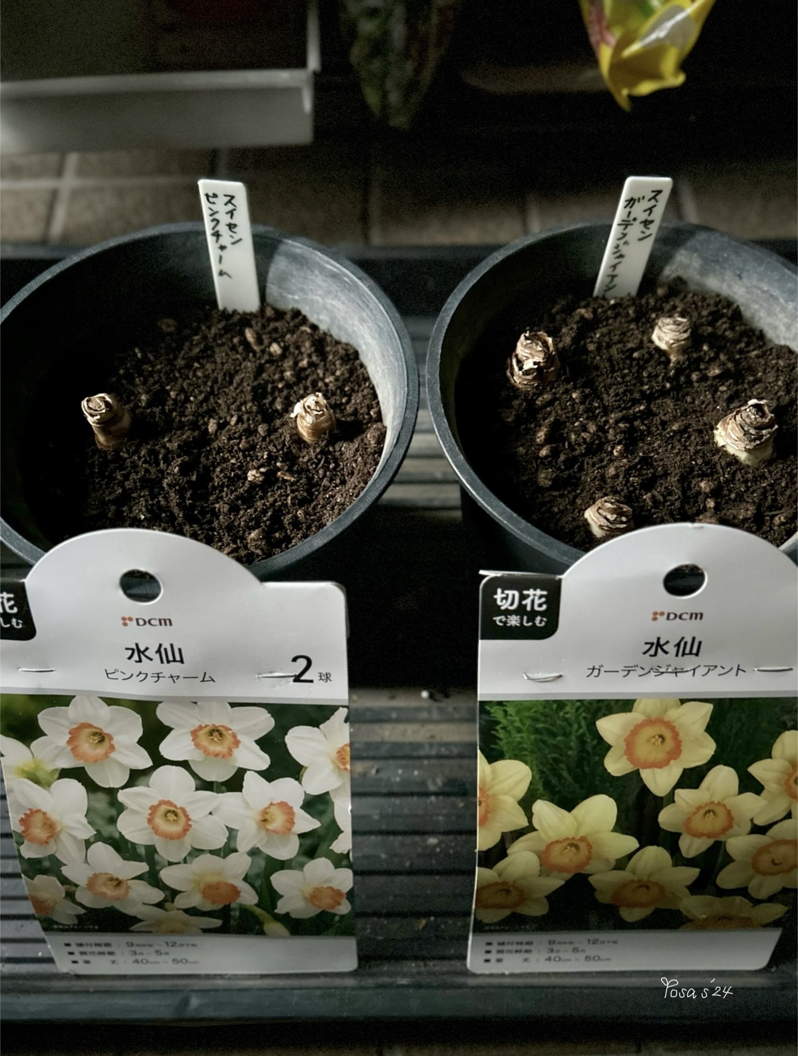 水仙球根を鉢植えで初めて育ててみる事にしました🎶 ｜🍀GreenSnap