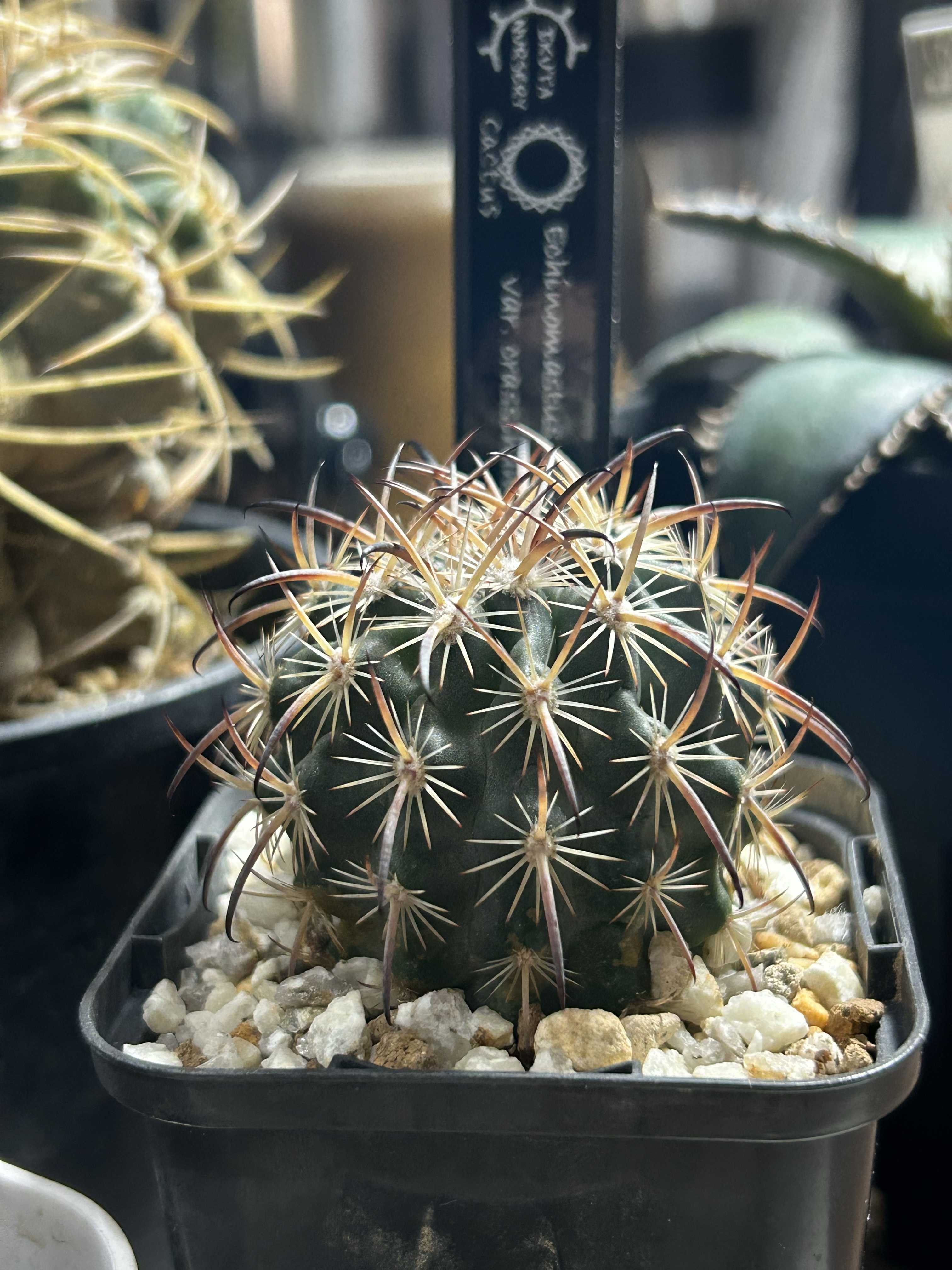 エキノマスタス属 虎爪玉の一覧｜🍀GreenSnap（グリーンスナップ）