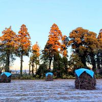 落花生,花のある暮らし,緑のある暮らし,今朝の一枚,風景の画像