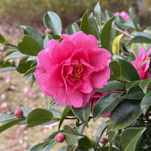 サザンカ,サザンカ,サザンカ,ツワブキの花,竹林の小径の画像