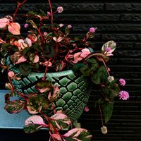 ソテツ,斑入りポリゴナム,ポリゴナム（ヒメツルソバ）,蘇鉄,たけのこ♡の画像