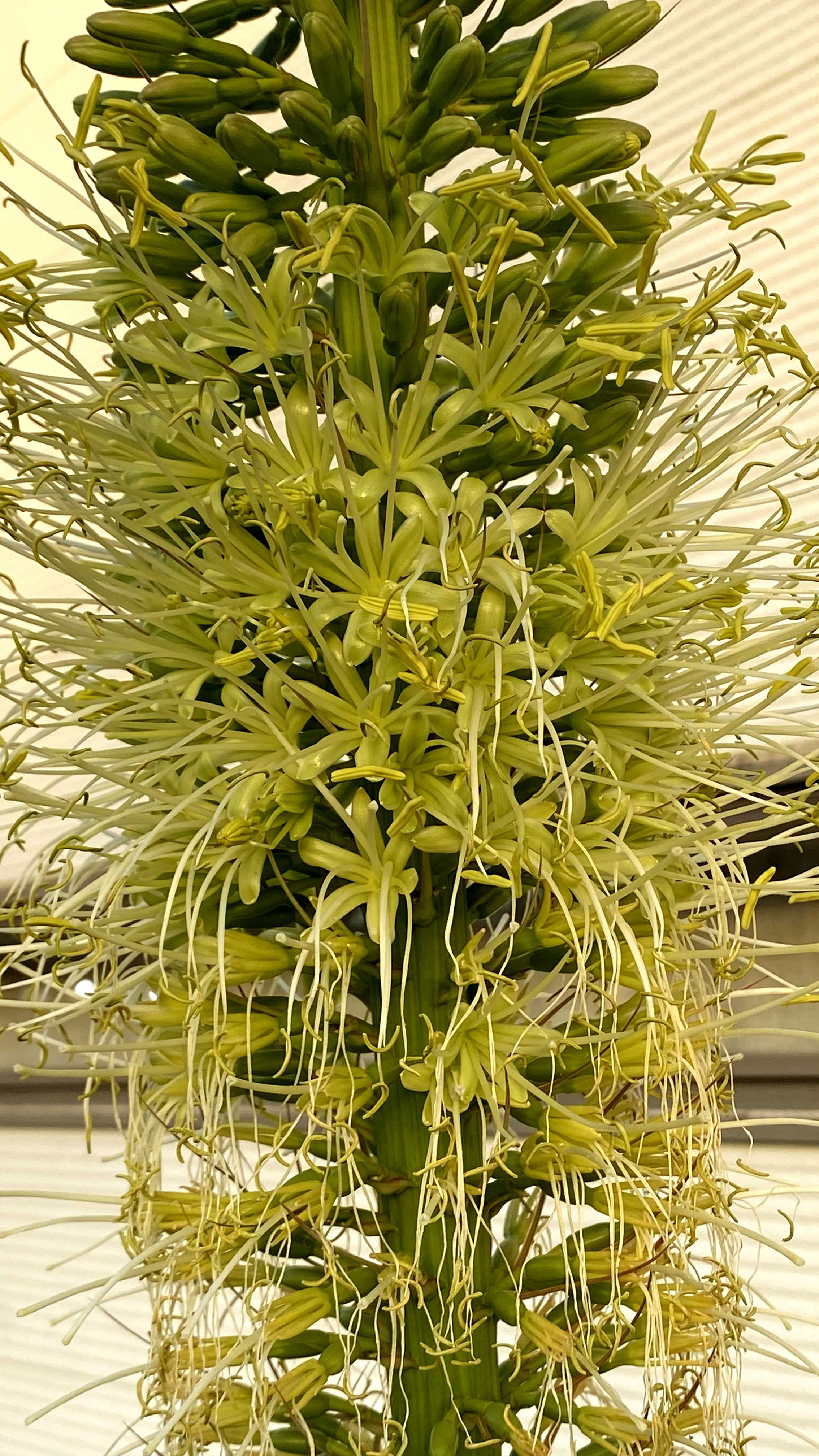 観葉植物の投稿画像 by みっちゃんさん｜アガベアテナータと白い花と