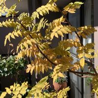 山椒,サンショウ,花のある暮らし,紅葉（こうよう）,おうち園芸の画像