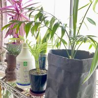 観葉植物,ガーデニング,鉢カバー,おうちで自然を感じる,リッチェルの画像