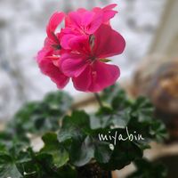 アイビーゼラニウム,ゼラニウム,ネコ好き,花のある暮らし,植中毒の画像