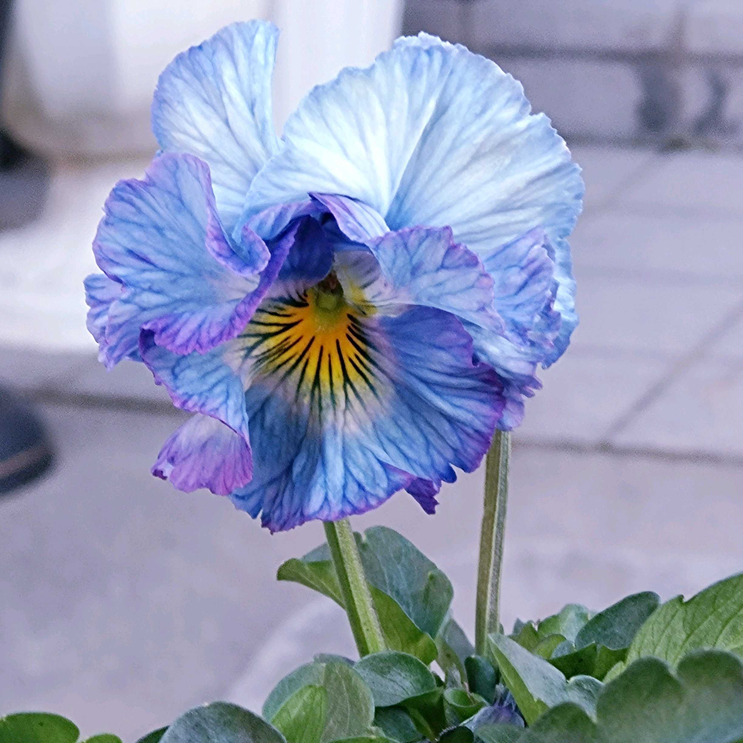 小さな庭の投稿画像 by さじぴーさん｜綺麗〜❤️と♡美しい♡と桂楓園