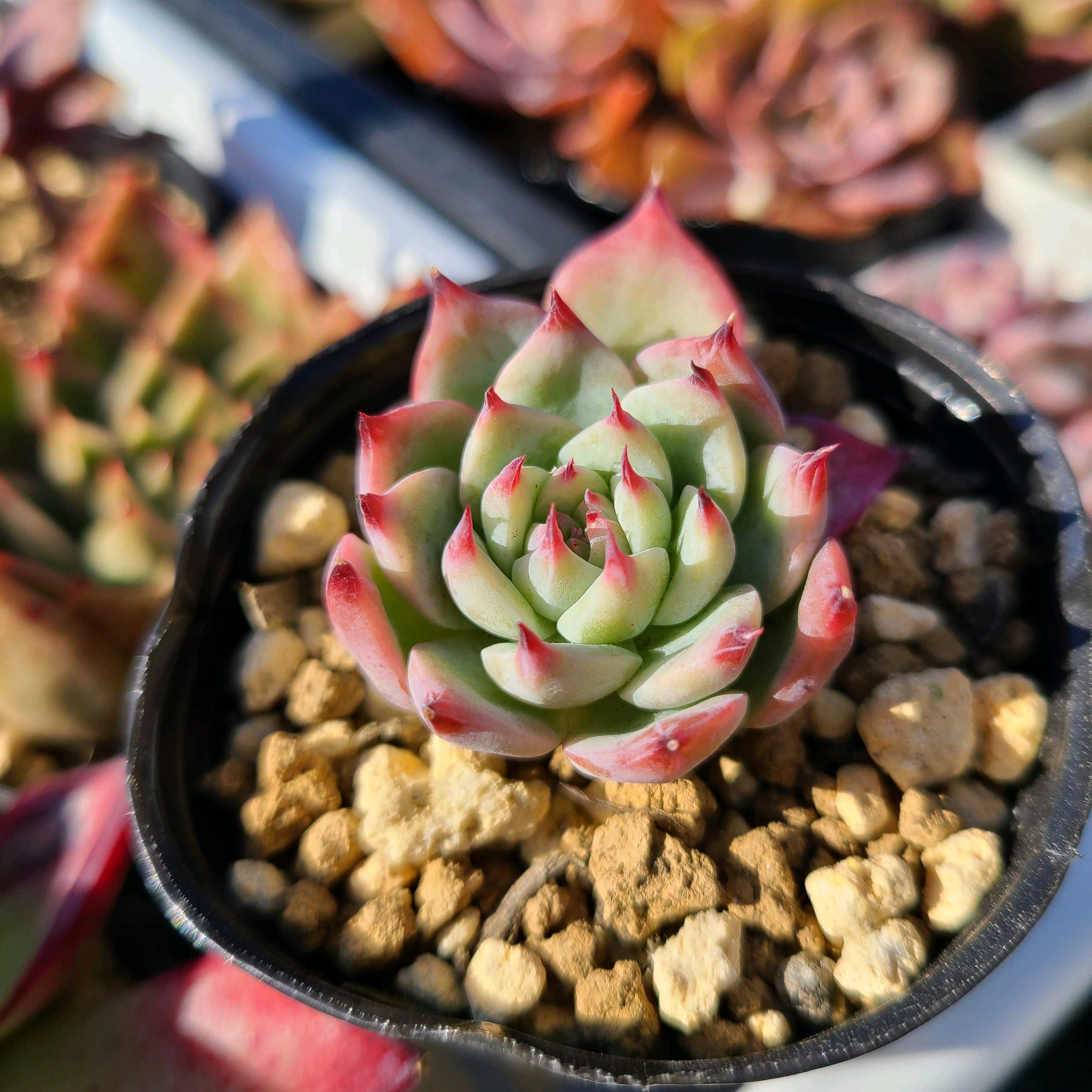 1734514368055_490826_p_2024121