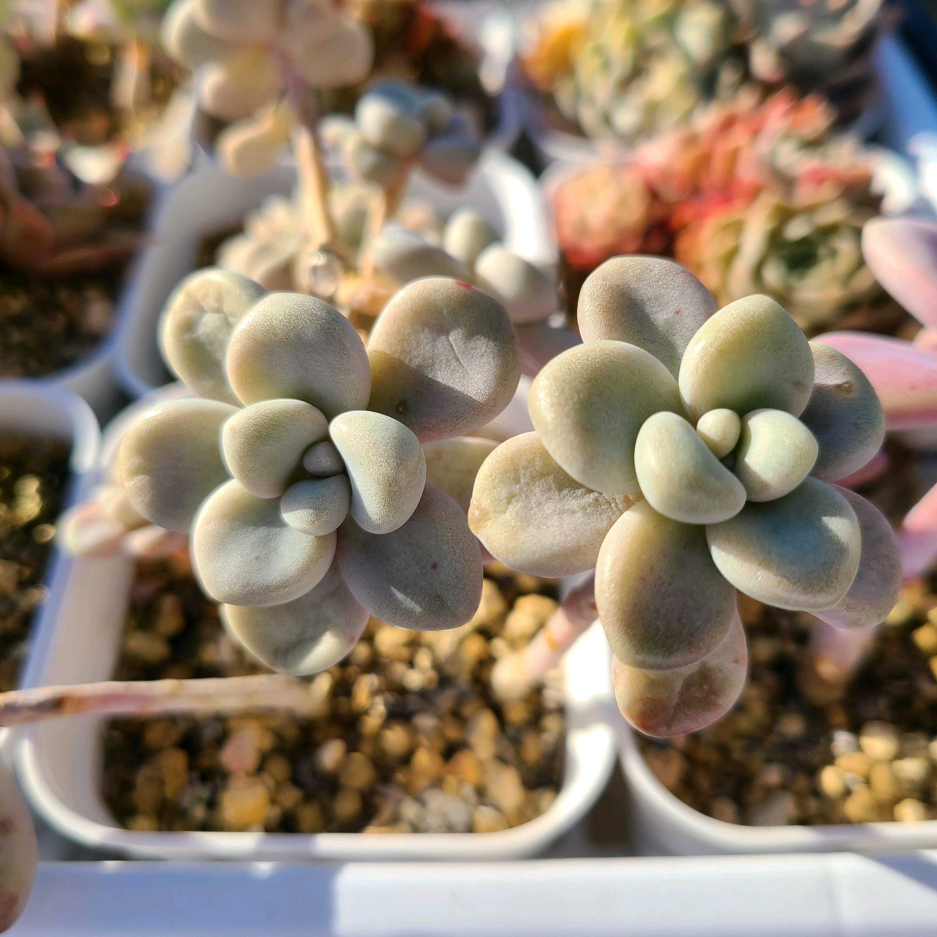 エレンの成長記録☃️☃️｜🍀GreenSnap（グリーンスナップ）