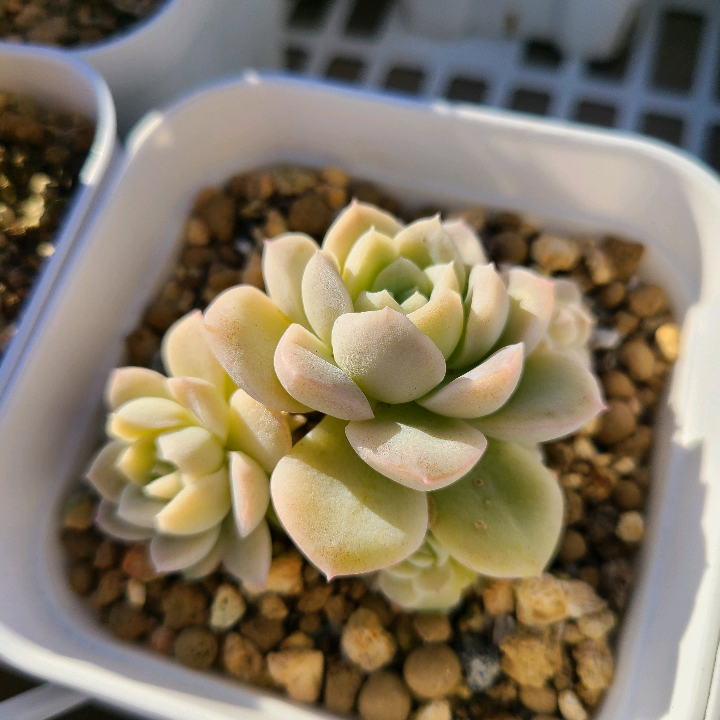 エボニー×ジロの成長記録💛✨｜🍀GreenSnap（グリーンスナップ）