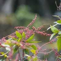 馬酔木(アセビ）の画像