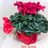 シクラメン,誕生日,GSに感謝。,花は癒やし♡,平和を願うの画像