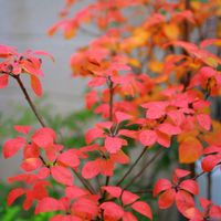 スモークツリー,スモークツリー・ベルベットクローク,紅葉（こうよう）の画像