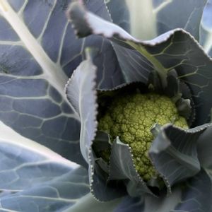 カリフラワー,鉢植え,プランター野菜,テラス,家庭菜園の画像