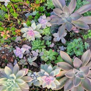 多肉植物,観葉植物,紅葉する多肉,地植え,群生の画像