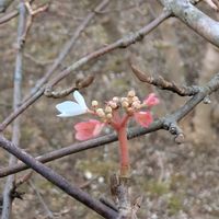 ヤブデマリ,ヤブデマリ,山野草,返り咲き,花のある暮らしの画像