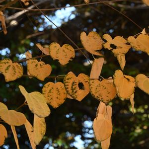 カツラ,シダレカツラ,シダレカツラ,山野草,花散歩の画像