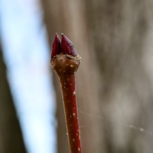 カツラ,山野草,花散歩,冬の楽しみ,冬芽の画像