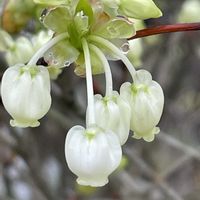 ドウダンツツジ,花壇,ガーデニング,庭木,山野草の画像