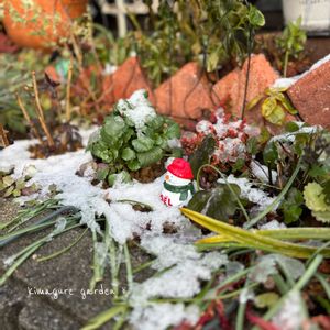 クリスマス,DIY,手作り雑貨,小さい花壇,おうち園芸の画像