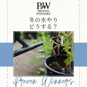 ガーデニング,水やり,ガーデニング初心者,PW,冬の水やりの画像