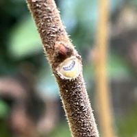 柿の木,冬芽・葉痕,鳥さんからのプレゼント,まとめてポン,冬のお楽しみ♪の画像