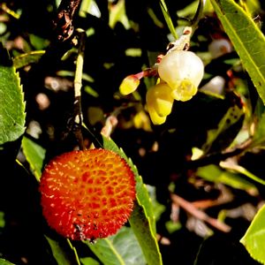 イチゴノキ,果実,常緑低木,ツツジ科,植栽の画像