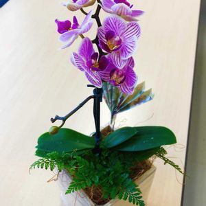 ミニ胡蝶蘭,ダバリア　ラビットフッド,寄せ植え,ミニ観葉,花のある暮らしの画像