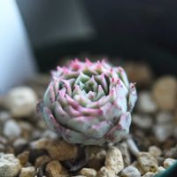 レッドホール,E.朱砂痣,多肉植物,エケベリア属,植中毒の画像