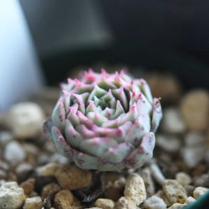 レッドホール,E.朱砂痣,多肉植物,エケベリア属,植中毒の画像