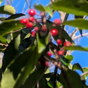 ナナミノキ,今日のお散歩,河川環境楽園,歩くの大好きの画像