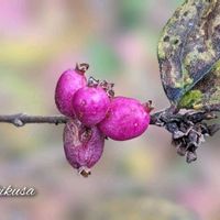 シンフォリカルポス,雪晃木,冬の訪れ,ピンクの実,ちっちゃいものクラブの画像