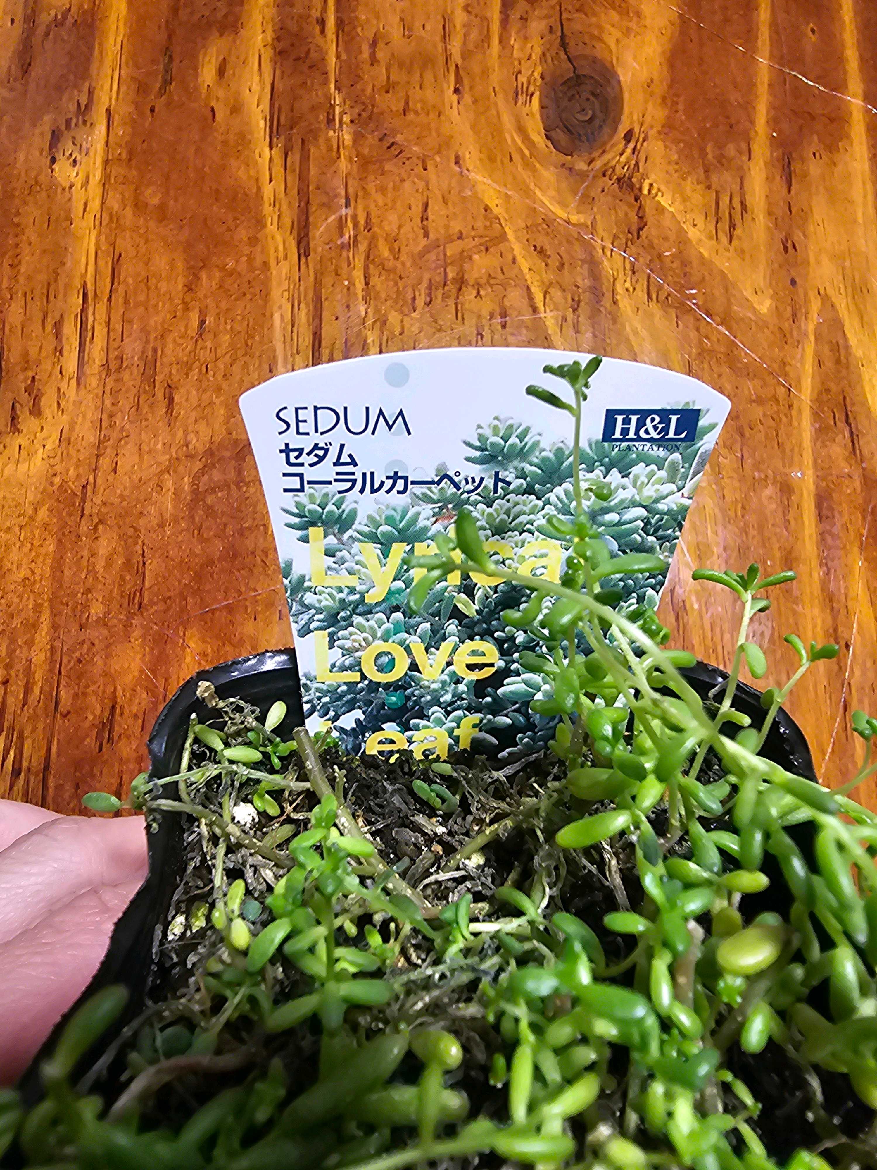 セダム コーラルカーペット【ハンズマン】｜🍀GreenSnap（グリーン