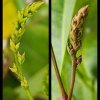 シクラメン,シクラメン,ハーデンベルギア,ハーデンベルギア,花芽の画像