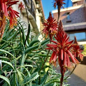 アロエ,多肉植物,赤い花,通勤途中,今日のお花の画像